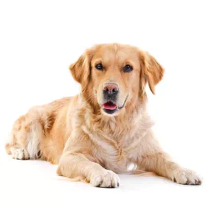 collare-satellitare-con-gps-per-cani--ECOtrac-Dovesei-PET-tracker